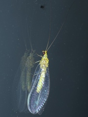 Calochrysa extranea