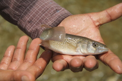 Giant Killifish photo 3