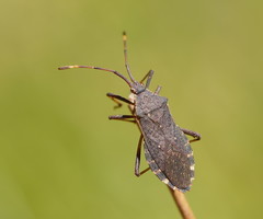 Gelonus tasmanicus
