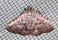 Diatenes aglossoides