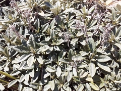 Brachyglottis revoluta