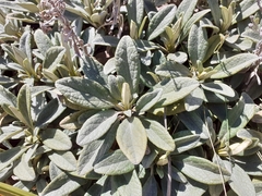 Brachyglottis revoluta