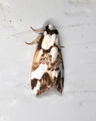 Thallarcha staurocola