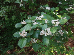 Crataegus okanaganensis