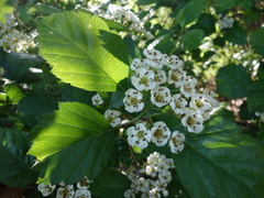 Crataegus okanaganensis