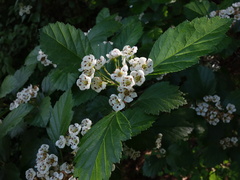 Crataegus okanaganensis