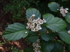 Crataegus okanaganensis