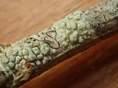 Pertusaria thiospoda