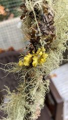 Vulpicida canadensis