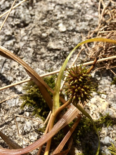 Sparganium angustifolium iNat (3)
