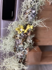 Vulpicida canadensis