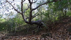 Pseudobombax palmeri