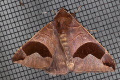 Bastilla solomonensis