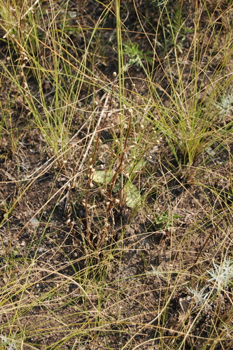 Image of Erigeron politus by (c) Alexander Dubynin, some rights reserved (CC BY)