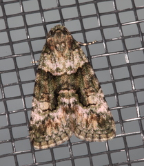 Pherechoa crypsichlora