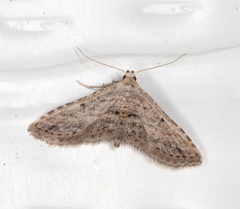 Araeopteron canescens