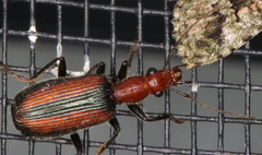 Drypta australis
