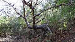 Pseudobombax palmeri