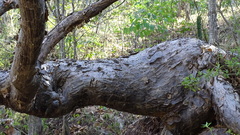 Pseudobombax palmeri