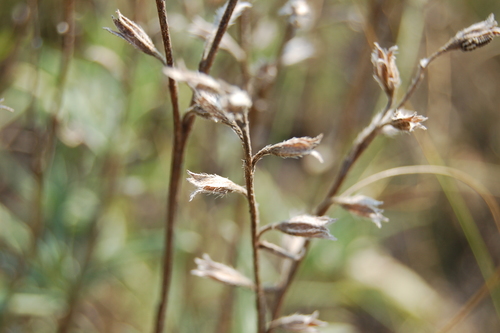 Onosma simplicissima