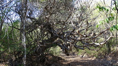 Pseudobombax palmeri