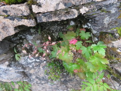 Heuchera glabra