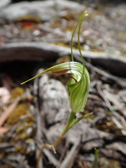 Pterostylis decurva