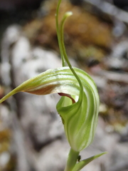 Pterostylis decurva