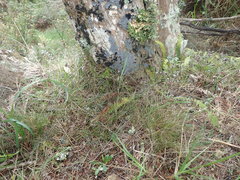 Rytidosperma racemosum