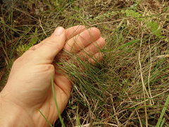 Rytidosperma racemosum