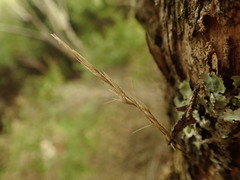 Rytidosperma racemosum