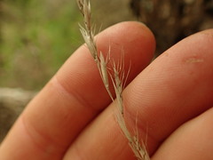 Rytidosperma racemosum