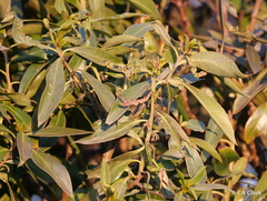 Klambothrips myopori