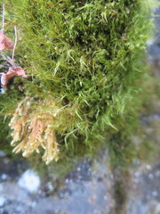 Flexitrichum gracile