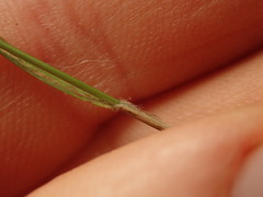 Rytidosperma racemosum