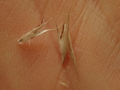 Rytidosperma racemosum