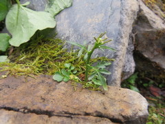 Cardamine umbellata