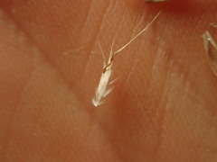 Rytidosperma racemosum