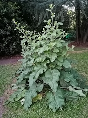 Arctium minus