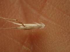 Rytidosperma racemosum