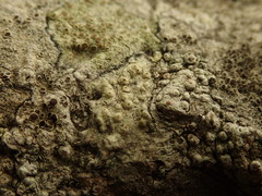 Pertusaria thiospoda
