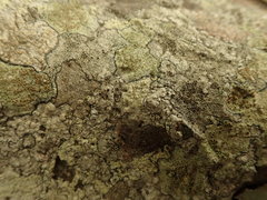 Pertusaria thiospoda