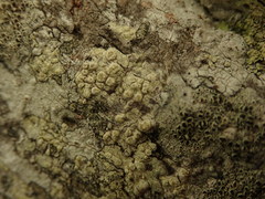 Pertusaria thiospoda