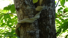 Adenocalymma inundatum