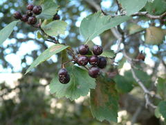 Crataegus okennonii
