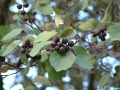 Crataegus okennonii
