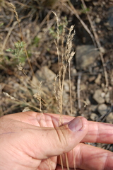 Festuca valesiaca