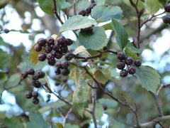 Crataegus okennonii