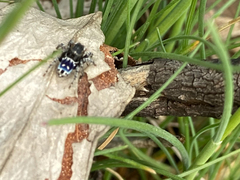 Maratus harrisi