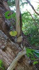 Adenocalymma inundatum